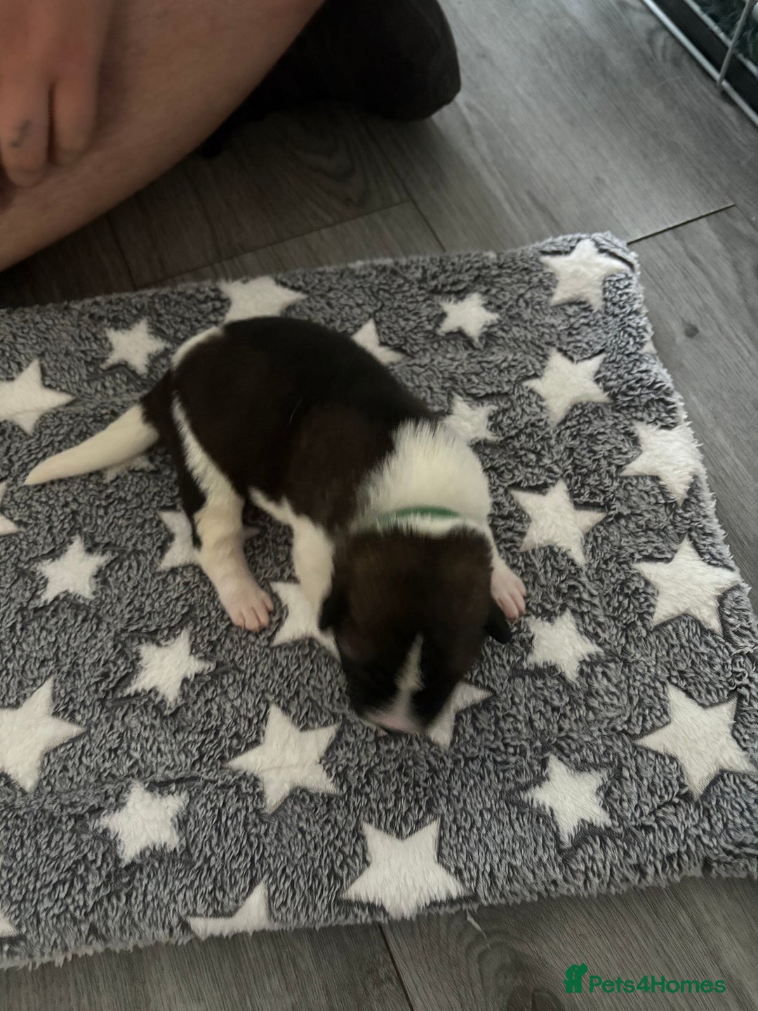 Akita dogs for sale: Akita pups Ready to leave 1st August  in Runcorn - Image 17