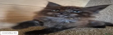 Maine Coon 3