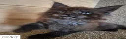 Maine Coon cats for sale: Mein con  - Advert 9