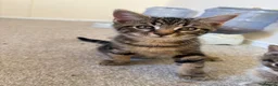 Mixed Breed cats for sale: 4 gorgeous striped black / grey tabby kittens - Advert 3
