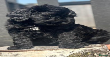 Bernedoodle dogs - Advert 1
