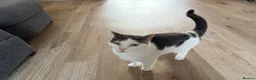 Domestic Shorthair cats for sale: Hendrix-12 Year old Male-Looking for a Quiet Home  - Advert 4