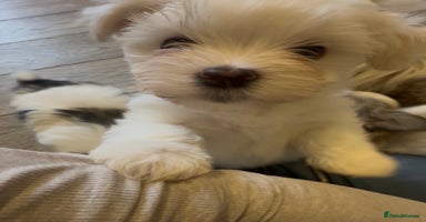 Havanese dogs Two Beautiful Havanese Male puppies  - Advert 3