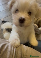 Havanese dogs Two Beautiful Havanese Male puppies - Advert 2