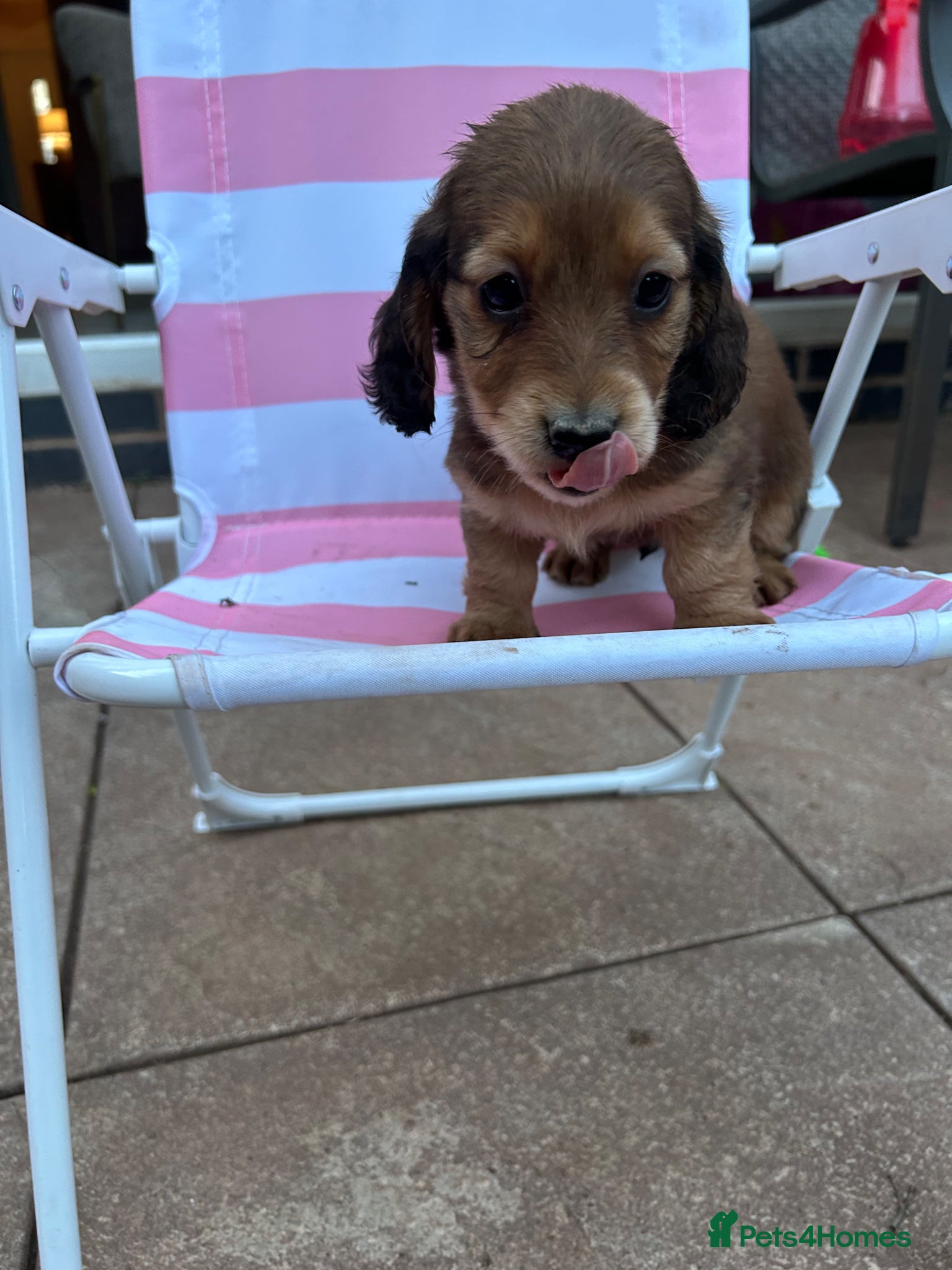 Miniature Dachshund dogs ***mini dachshunds*** - Advert 12