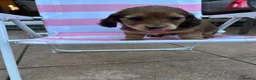 Miniature Dachshund dogs for sale: ***mini dachshunds*** in Nottingham - Advert 7