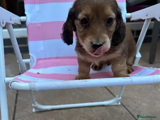 Miniature Dachshund dogs ***mini dachshunds*** - Advert 12