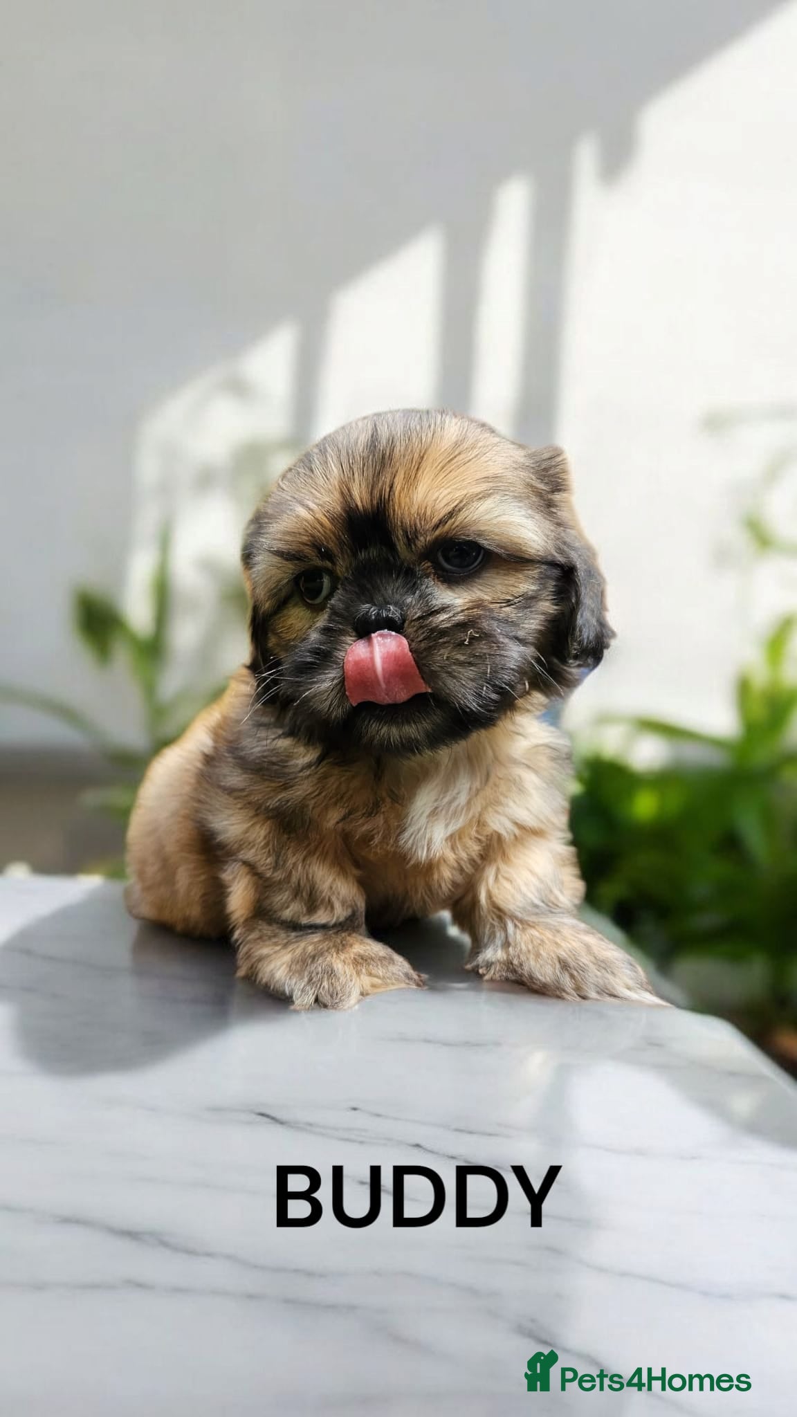Shih Tzu dogs 🐶🐾EXCEPTIONAL PURE STANDARD SHIH TZU PUPPIES🐾🐶 - Advert 4