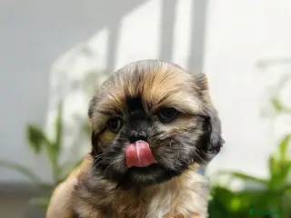 Shih Tzu dogs 🐶🐾EXCEPTIONAL PURE STANDARD SHIH TZU PUPPIES🐾🐶 - Advert 4
