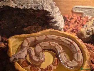 Boa Snake reptiles Male boa and full set up - Advert 5