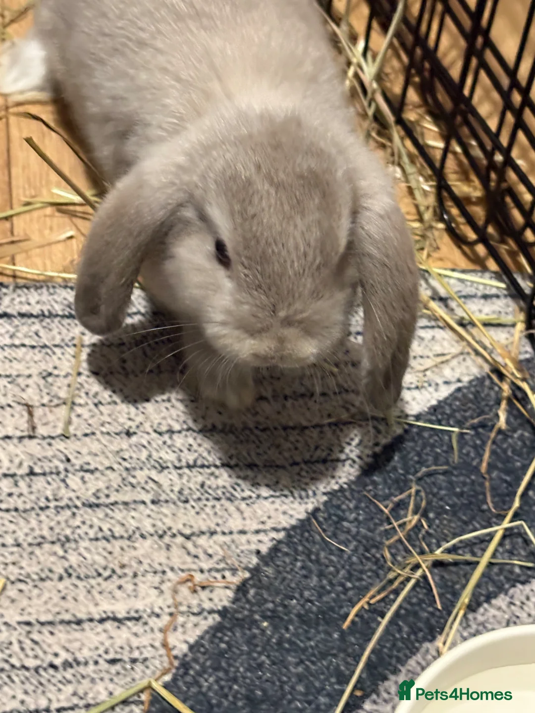 Mini Lop rabbits for sale: 2x mini lops with hutches, food & acc - Advert 1
