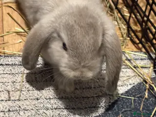 Mini Lop rabbits 2x mini lops with hutches, food & acc - Advert 1