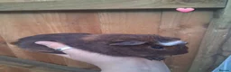 Guinea Pig rodents for sale: 7 beautiful baby guinea pigs for sale - Advert 6