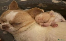 Chihuahua dogs for sale: Kc registered chihuahua pups  - Image 11