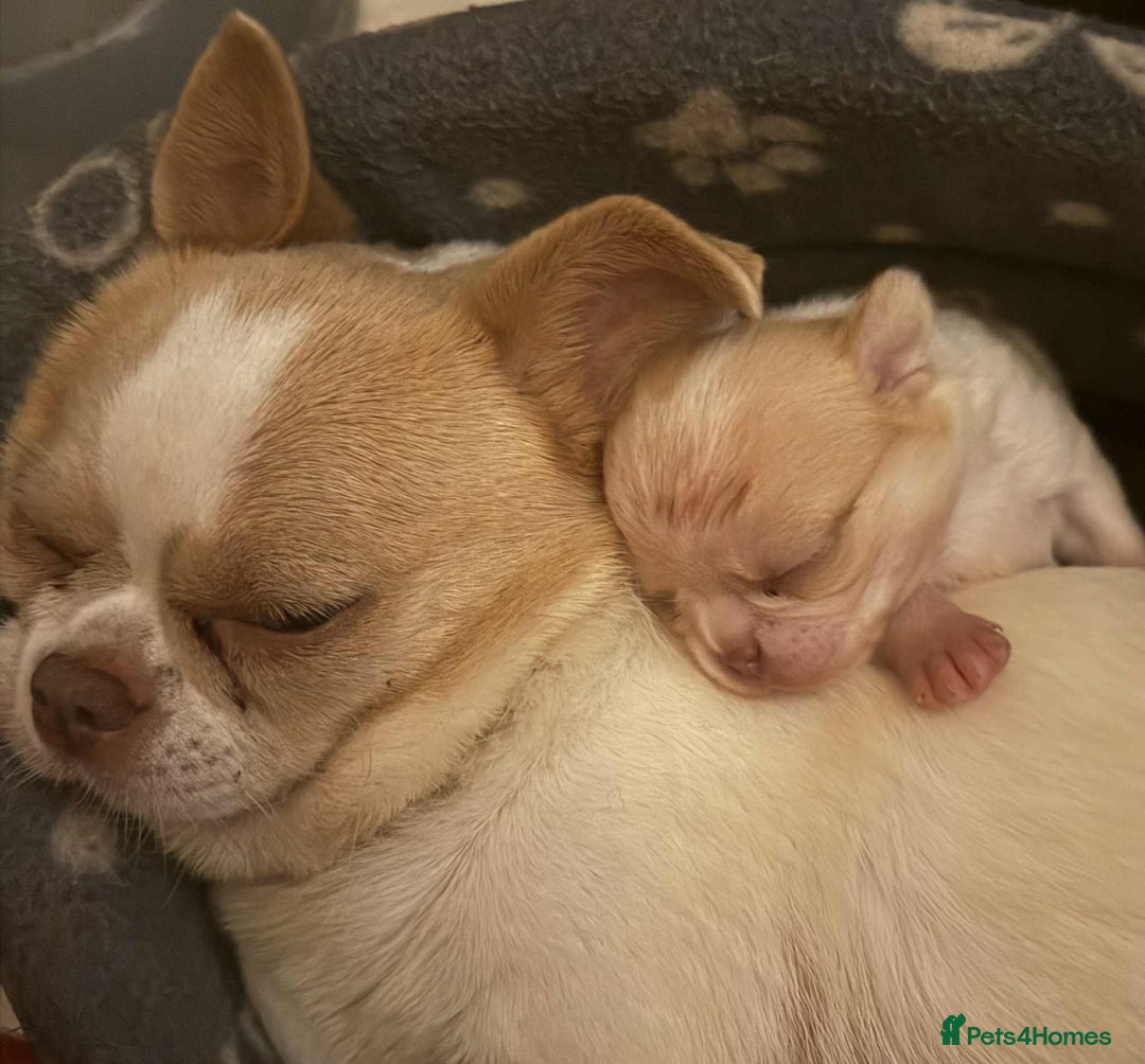 Chihuahua dogs for sale: Kc registered chihuahua pups  - Image 11