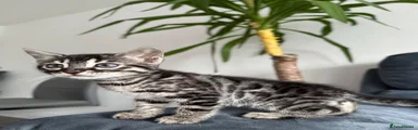 Bengal 6