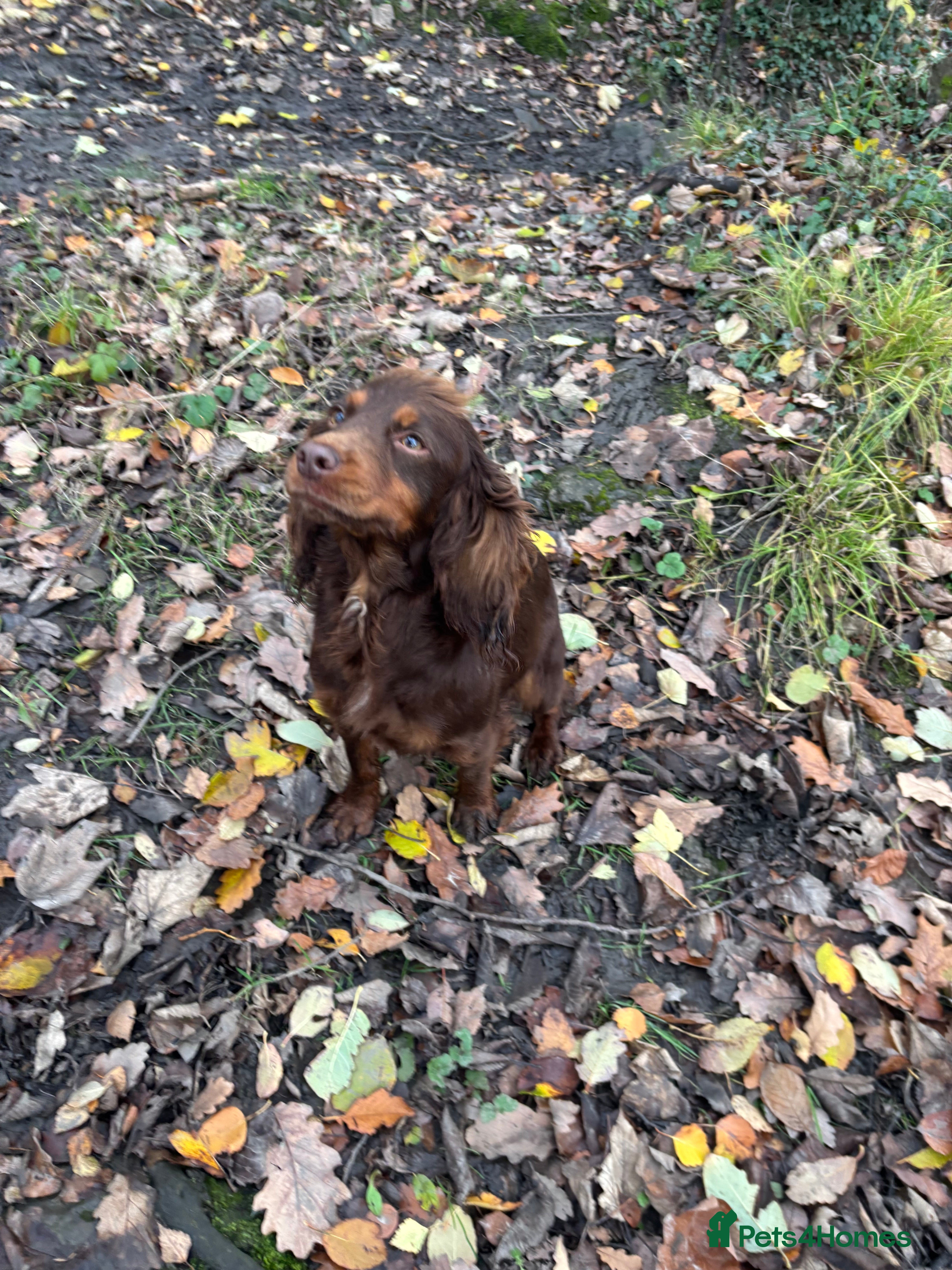 Cocker Spaniel dogs COCKER SPANIEL GIRL  - Advert 4