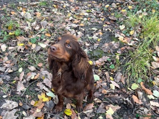Cocker Spaniel dogs COCKER SPANIEL GIRL - Advert 1