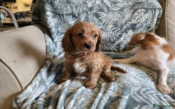 Cavapoo dogs for sale: 3 Red Cavapoo pups for sale - Image 9
