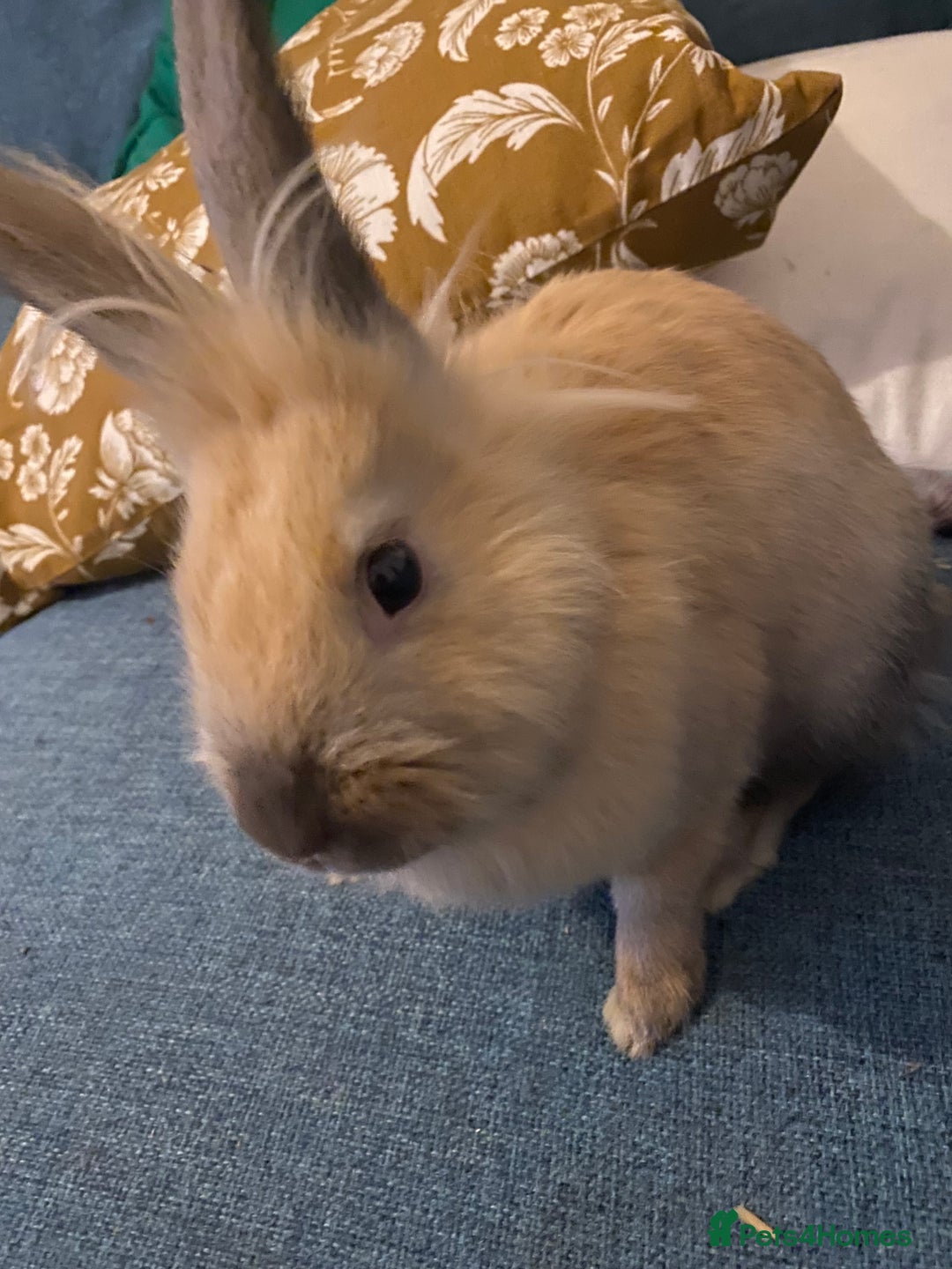 Lionhead rabbits for sale: Need rehoming before 2nd February  - Advert 5