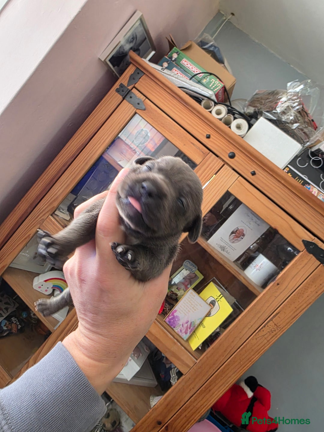 Staffordshire Bull Terrier dogs for sale: Kc blue staffordshire bull terrier puppies  - Image 7
