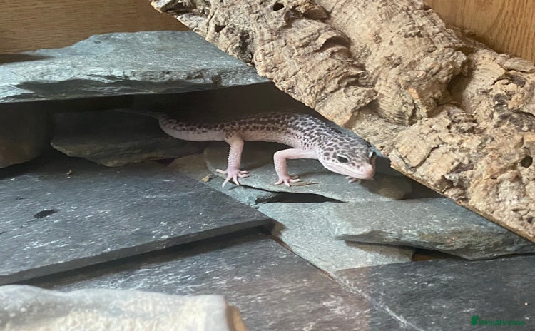 Leopard Gecko reptiles - Advert 1