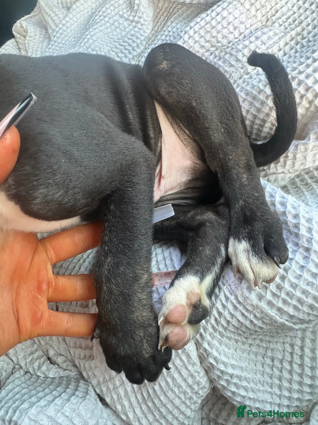 Mixed Breed dogs for sale: Cane corso x staff puppies  - Image 24