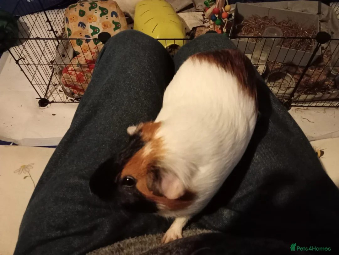 Guinea Pig rodents for sale: Two male brothers  - Advert 5