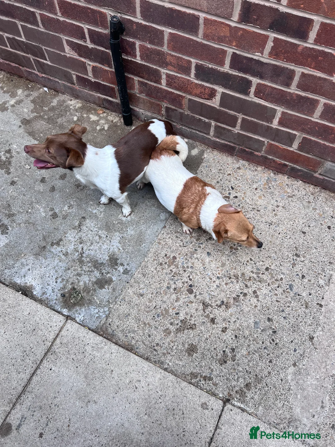 Jack Russell dogs for stud: Miniature jack Russell  in Leeds - Advert 14