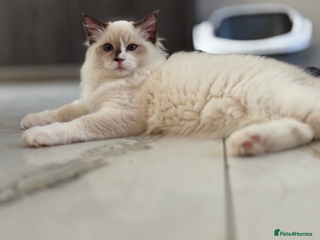 Ragdoll cats for sale: TICA DNA tested 5 Gen Pedigree  - Image 27