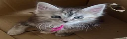 Maine Coon cats for sale: Maine Coon Kittens GCCF.  Health tested parents  - Advert 8