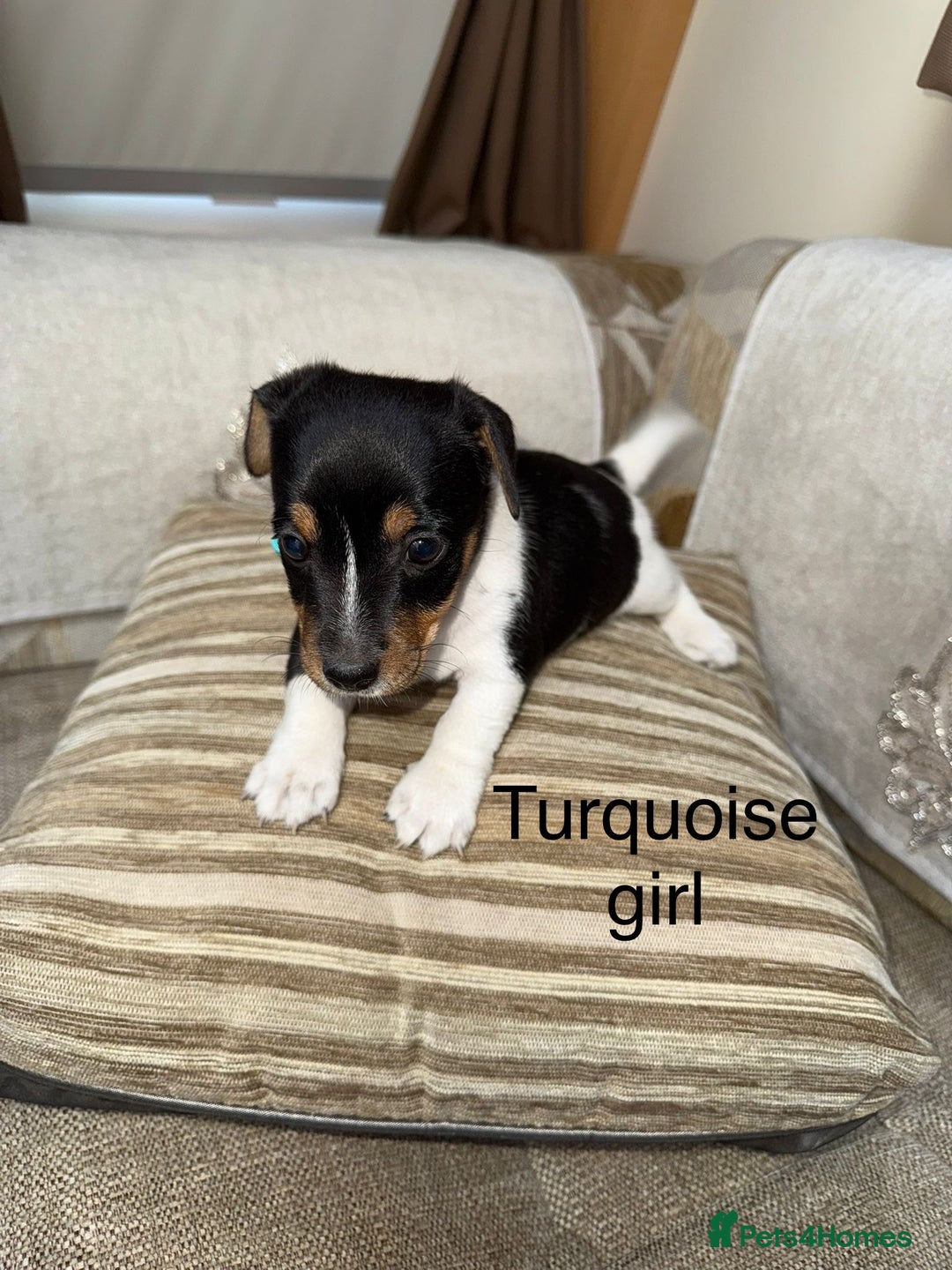 Jack Russell dogs for sale: Traditional jack russel pups tri coloured  - Image 11