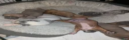 Mixed Breed dogs for sale: 4 left from 8 - Advert 3
