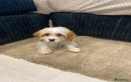 Cavapoo dogs for sale: Extensively health tested puppies - Image 3