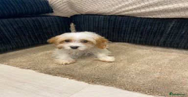 Cavapoo dogs - Advert 5