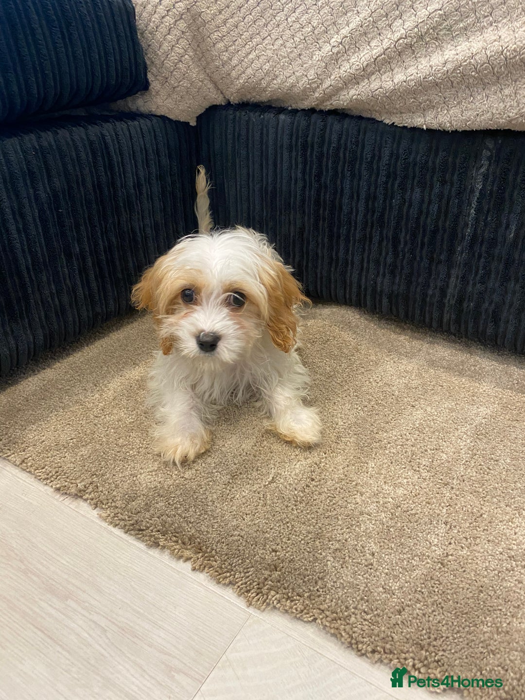 Cavapoo dogs for sale: Extensively health tested puppies - Image 3