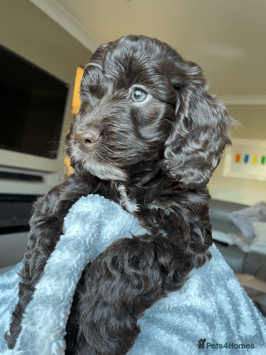 Cockapoo dogs for sale: Beautiful Thick coated Fluffy F1 Toy Cockapoo pups - Advert 30