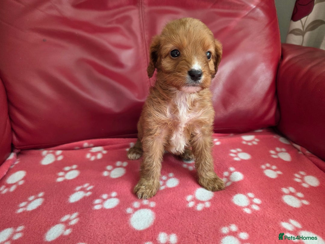 Cavapoo dogs for sale: F1 cavapoos  - Image 7