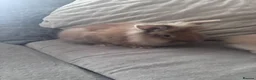 Lionhead rabbits for sale: Beautiful double maned lion heads   in Ripley - Advert 6