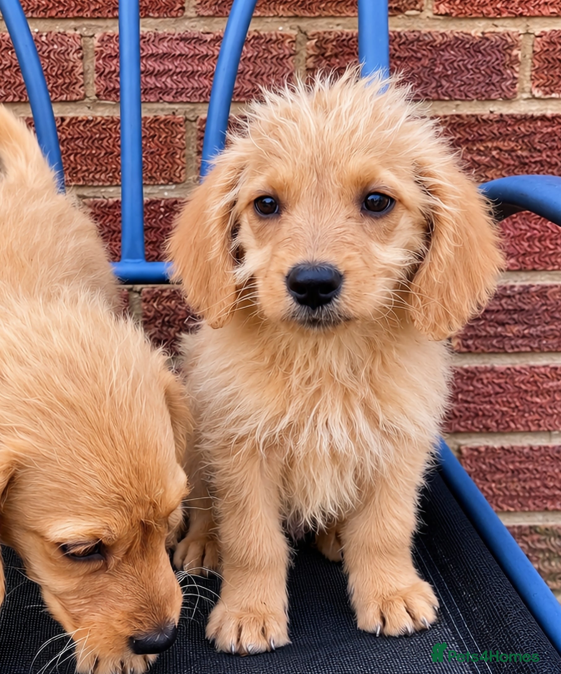 Labradoodle dogs Gorgeous Labradoodle puppies - Advert 2
