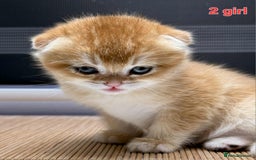 Scottish Fold cats for sale: Scottish straight/fold kittens 😸  - Image 6