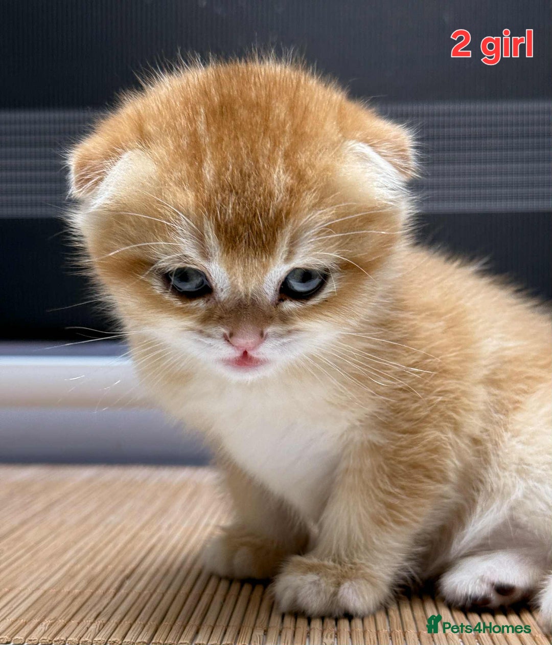 Scottish Fold cats for sale: Scottish straight/fold kittens 😸  - Image 6