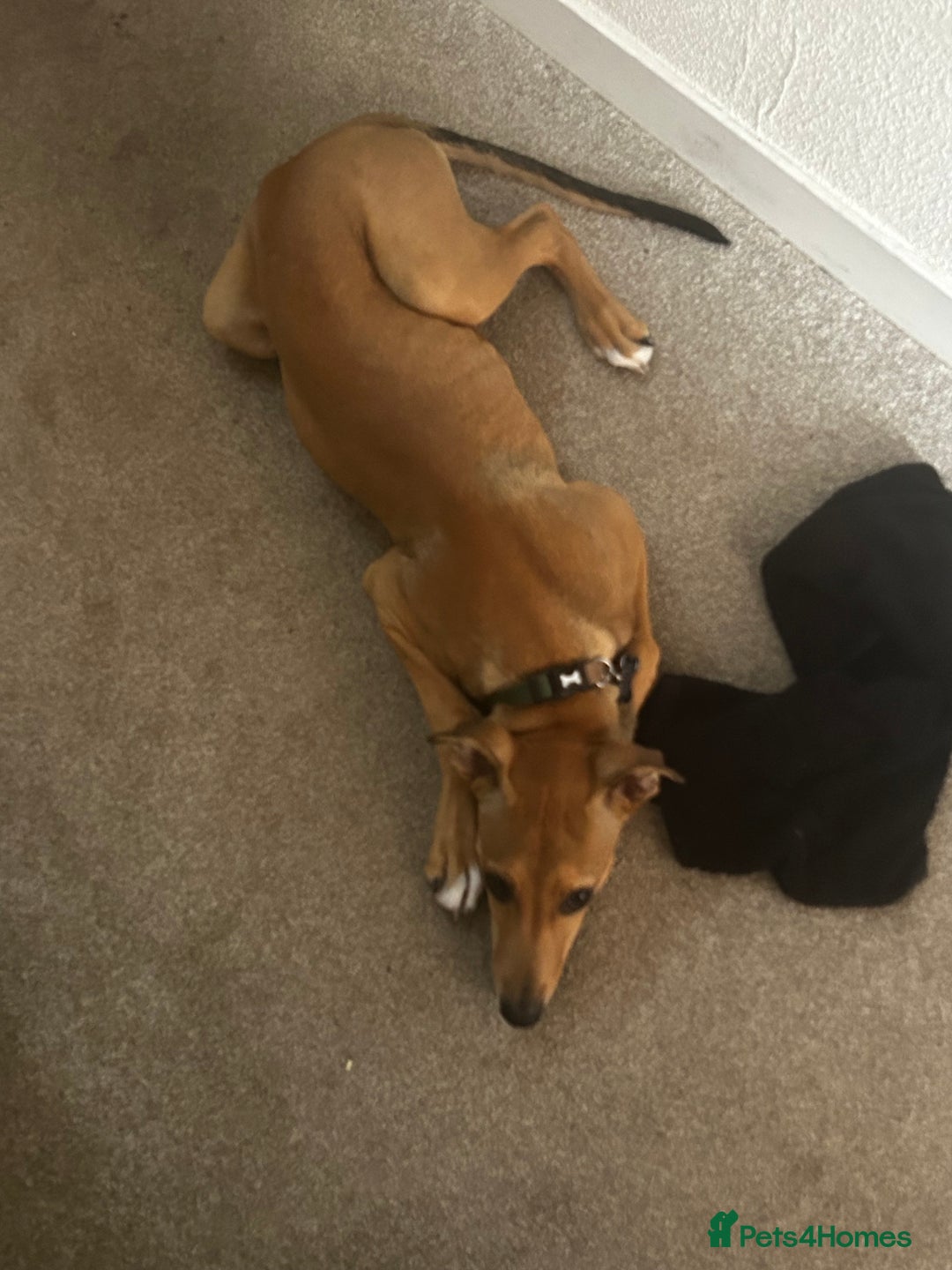 Lurcher dogs for sale: Loving 6Month Old Lurcher Puppy - Image 20