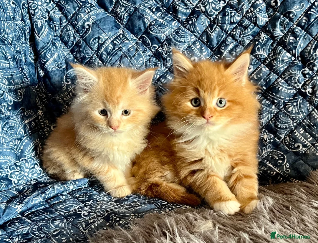 Maine Coon cats for sale: 2 Adorable Maine Coon Kittens TICA reg.  - Advert 1