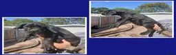 Cane Corso dogs for sale: Ready to leave now  - Advert 3