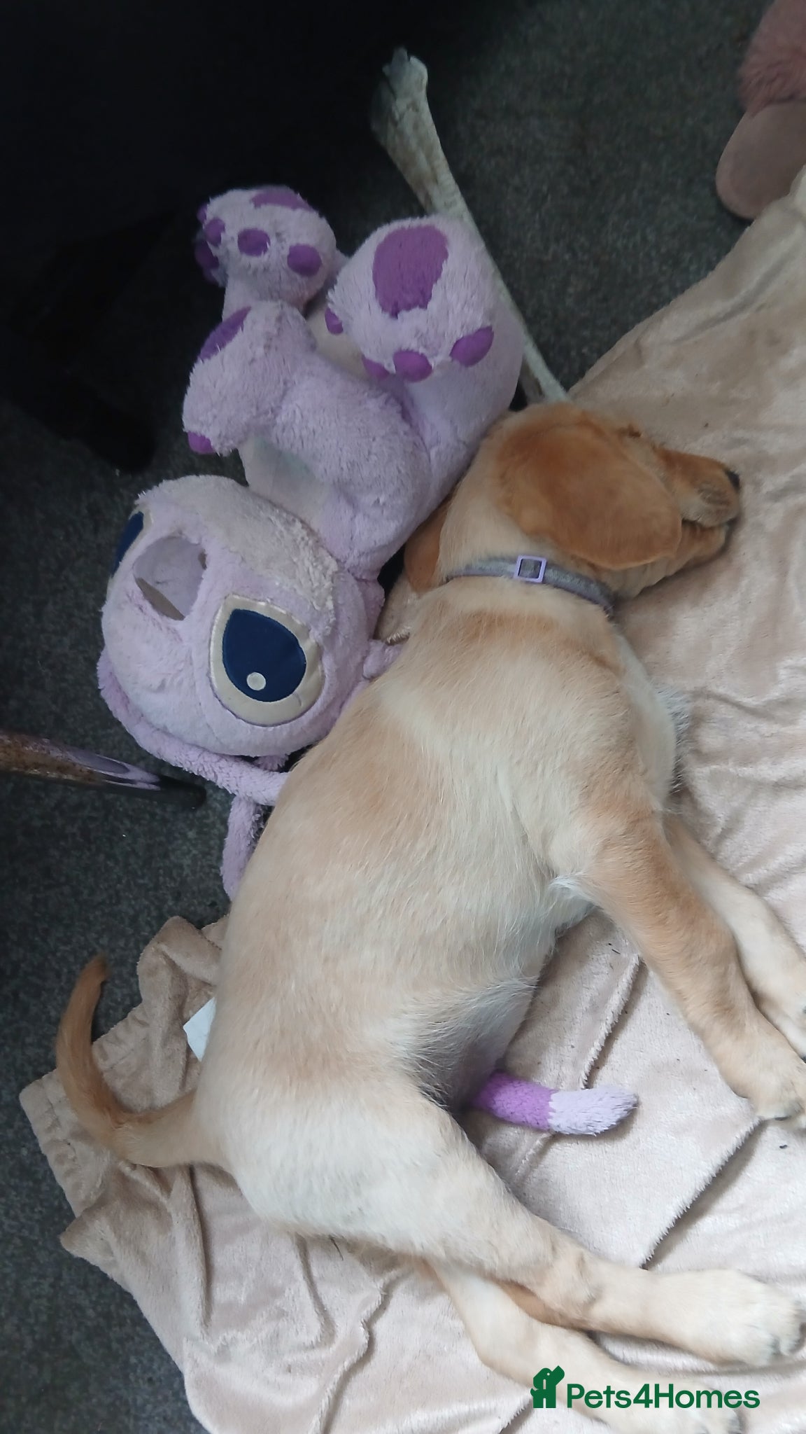 Mixed Breed dogs for sale: Ready Gorgeous Cockapoo x Gold Retriever x pups  - Advert 11