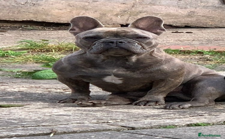 French Bulldog dogs - Advert 3