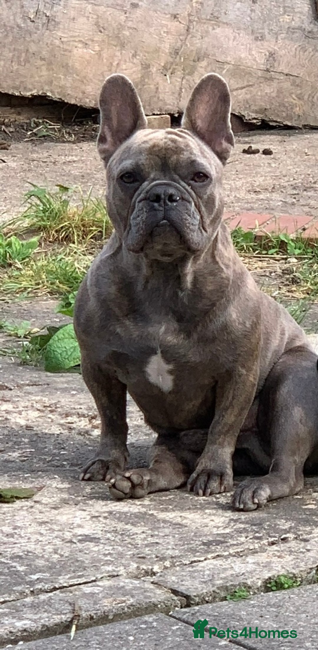 French Bulldog dogs for sale: French bulldog free to a good home  - Image 1