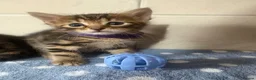 Bengal cats for sale: 🐾Stunning Bengal Kittens ready for Loving Homes🐾 - Advert 22