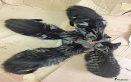 Domestic Shorthair cats for sale: Beautiful, friendly, playful &healthy kittens - Image 10